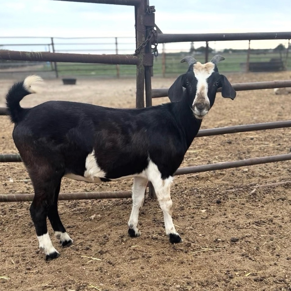 🐐 Meet Walnut — The Heart (and utters) Behind My Goat Milk Soap